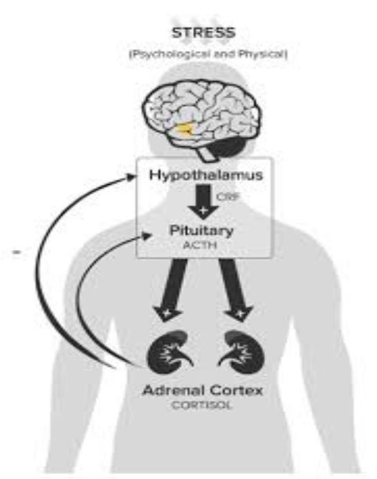 Stress and Healing | Kaizen Physiotherapy Health Centre