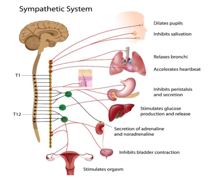 Stress and Healing | Kaizen Physiotherapy Health Centre